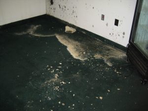 Area was used to show custom salon furniture and other salon equipment now only shows mold.